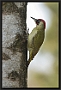 Groene Specht, European Green Woodpecker, Picus viridis Location: Twente. the Netherlands groene specht MG 1880 kopie